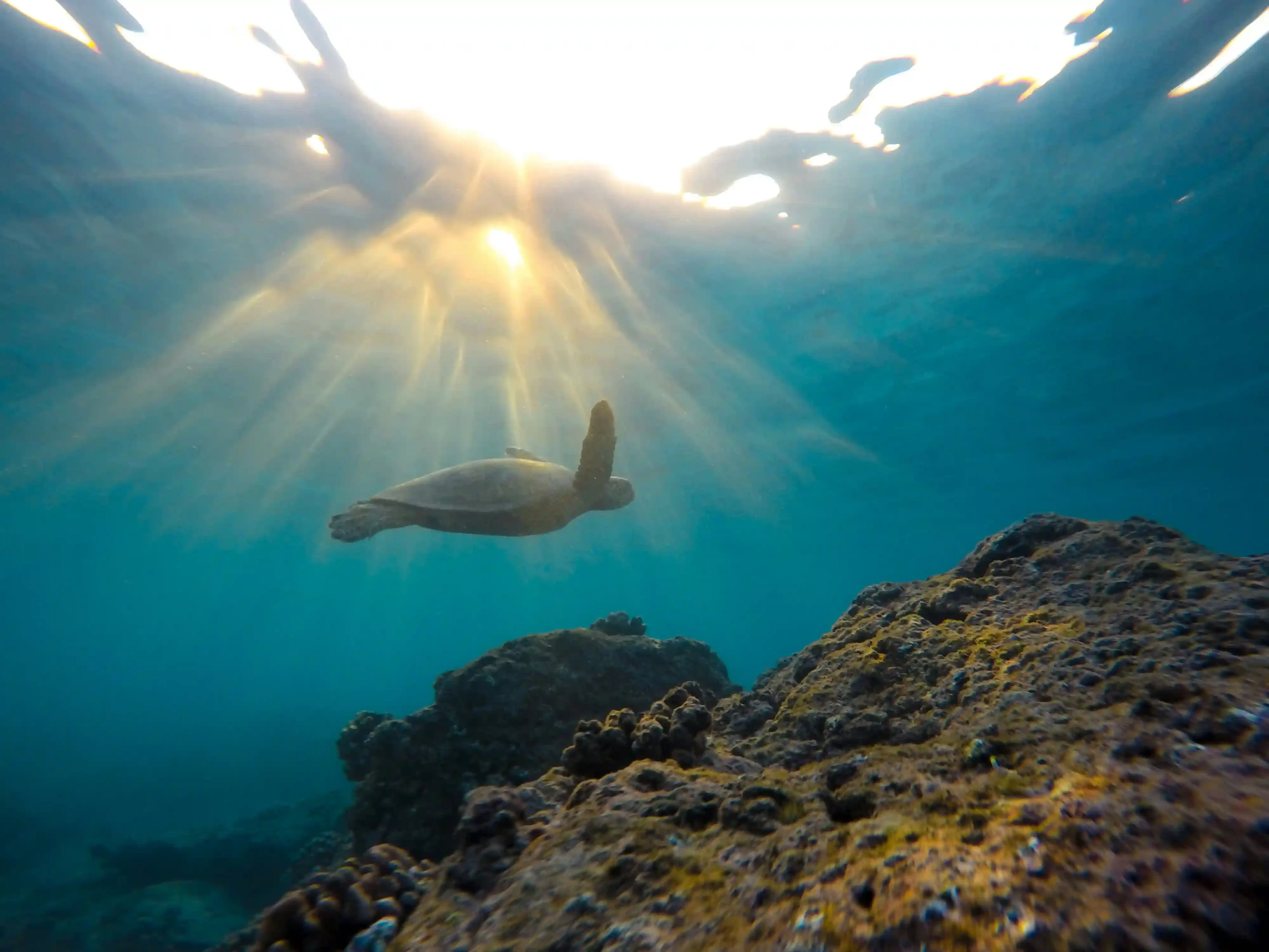 Maui Cold Plunge