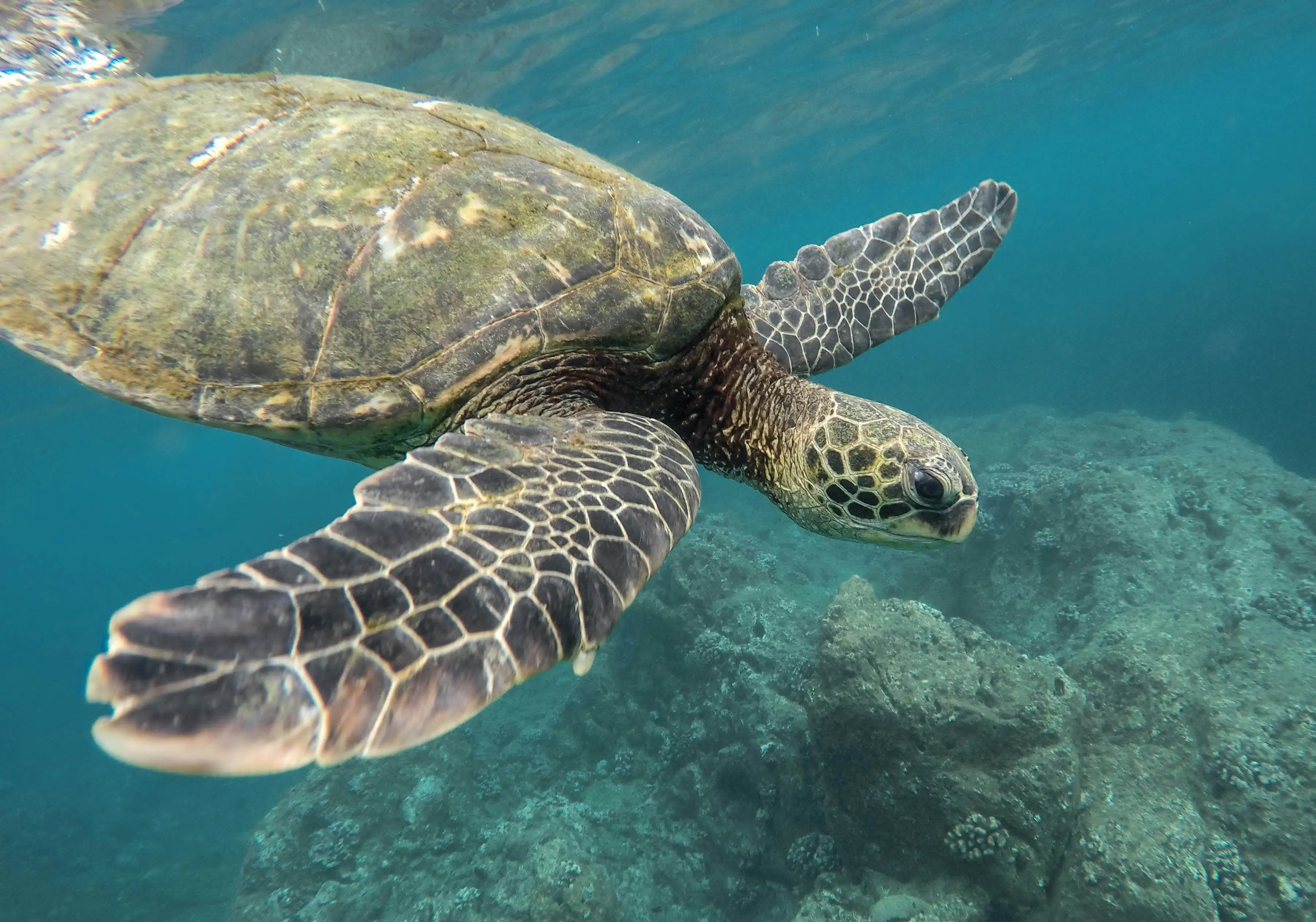 A turtle swimming in the ocean under water.